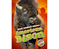 American_Bison